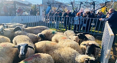 Küçükbaş destekleri 5 yılda 10 bini aştı