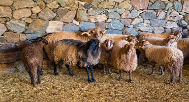 Kaçeli koyunlarının yeni evi Olivelo Yaşayan Parkı