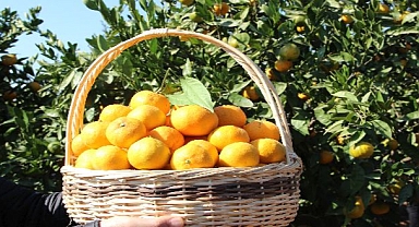 Narenciye ihracatında tarihi rekor