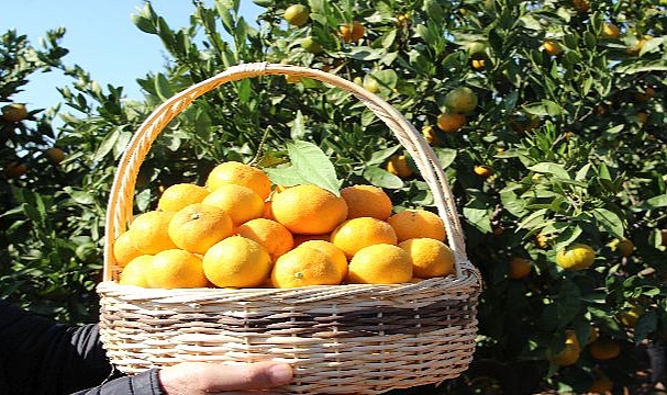 Narenciye ihracatında tarihi rekor