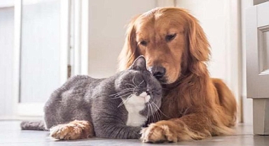 CHP’li Çiçek’ten Can Dostlara Özel Projeler