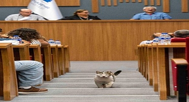 Sokakta yaşayan canlar için eylem planı 