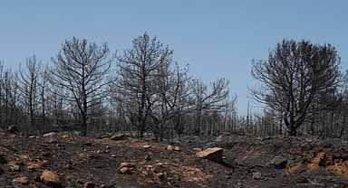 Urla Küllerinden Doğacak